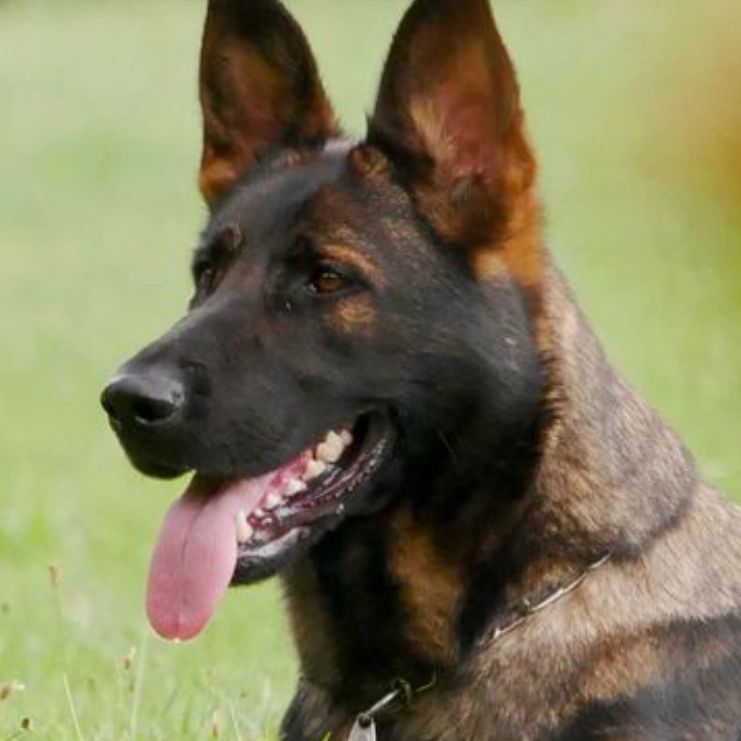 Czech Vlcak female posing alertly for the camera.