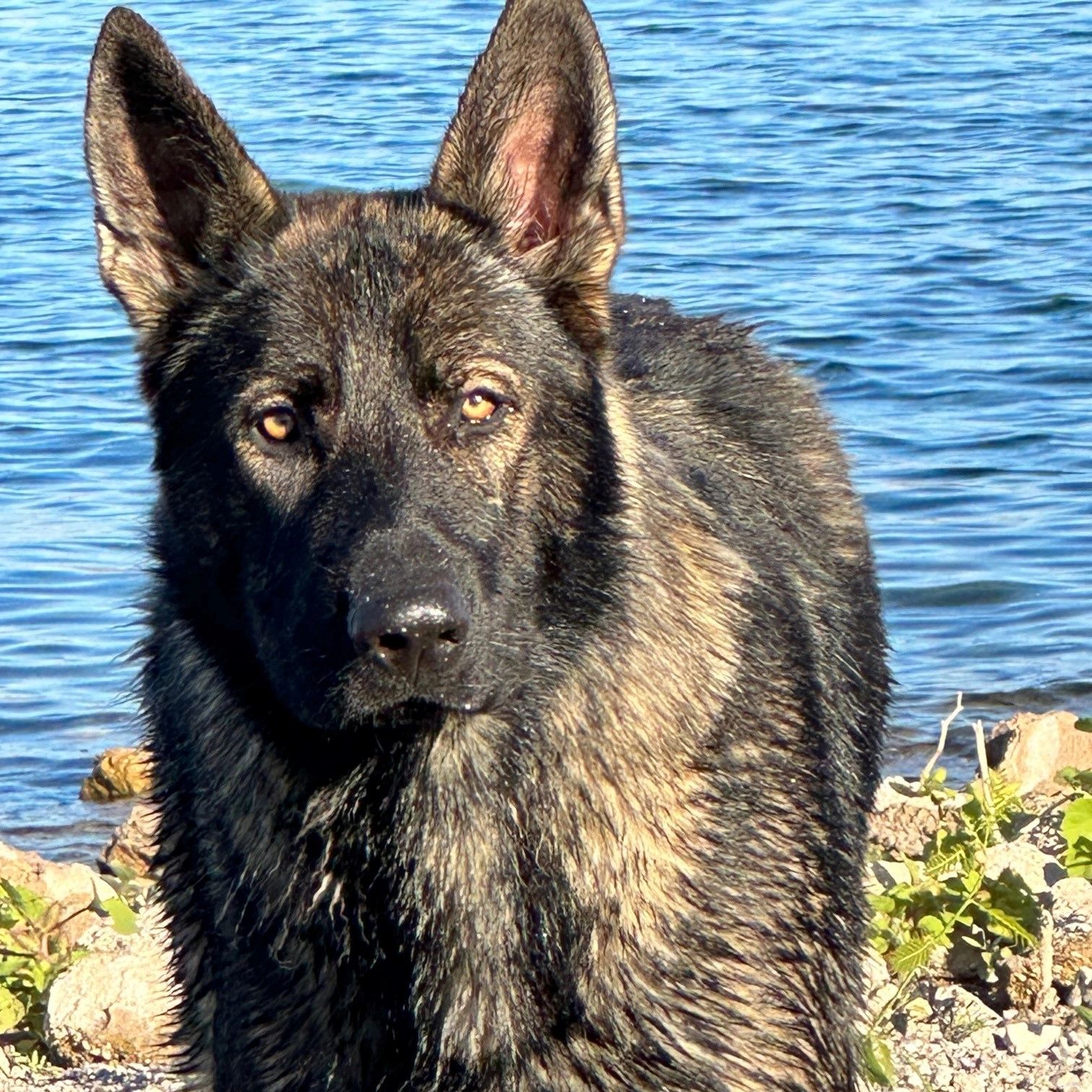 Professional Giovanni & Fea dog