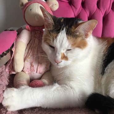 White and black and tan cat.