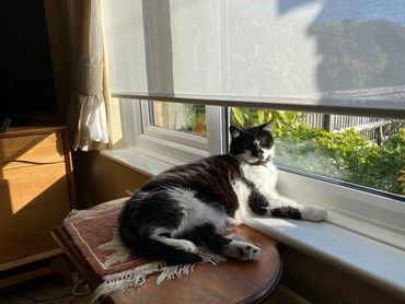 Black and white cat in the sun on a window sill.