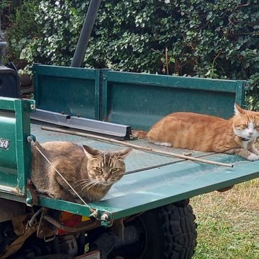 One tabby and one ginger cat on the back of a tractor.