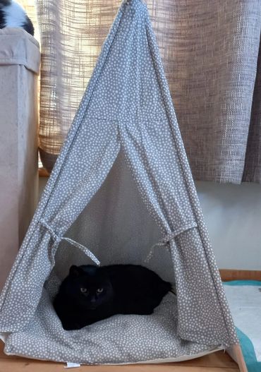 Black cat in a tent.