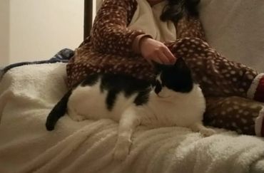 What tummied cat with a black back being petted.