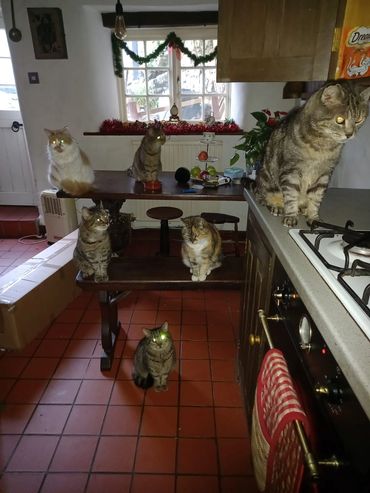 Lots of cats in a kitchen.