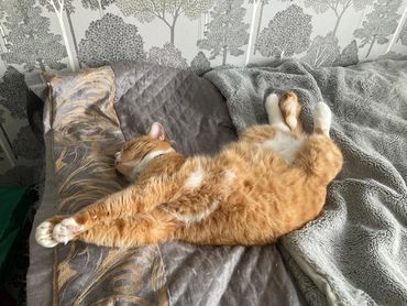 Ginger tom on a bed.