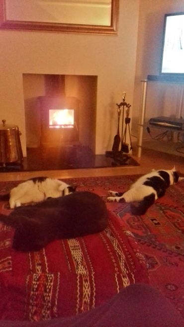Three cats asleep in front of a fire.