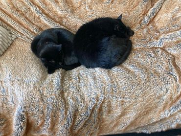 Two black cats asleep on a bed.