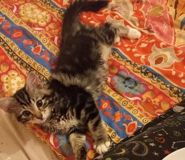 Tabby kitten relaxing on a cushion