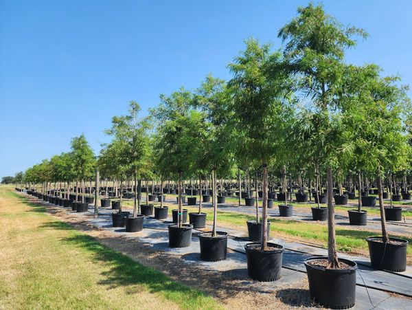 bald cypress trees