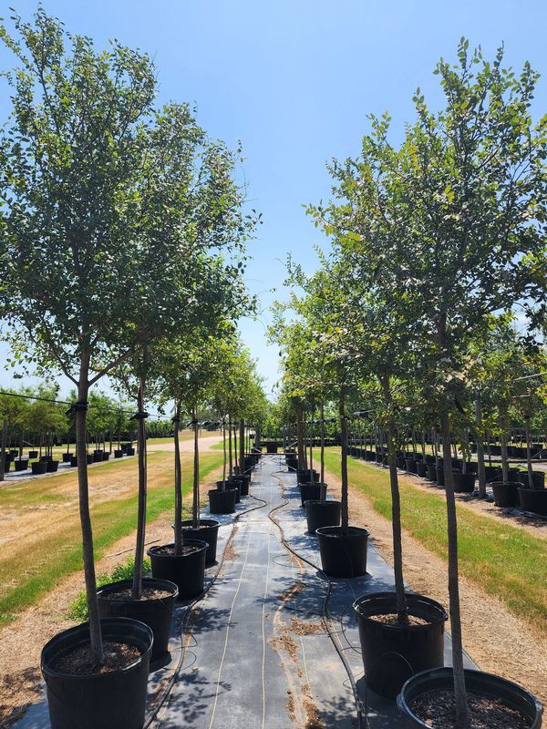cedar elm