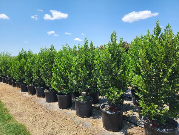 compact cherry laurel