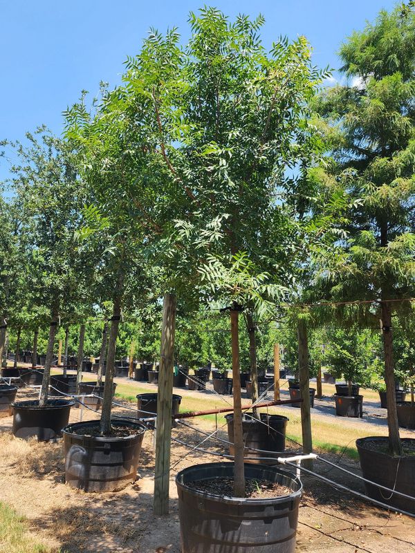 chinese pistache tree