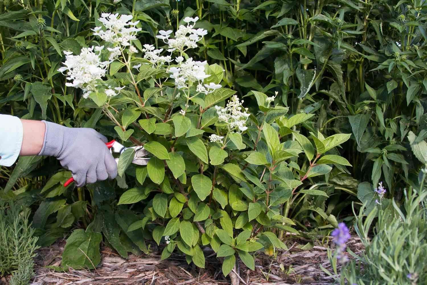 landscape trim and shape