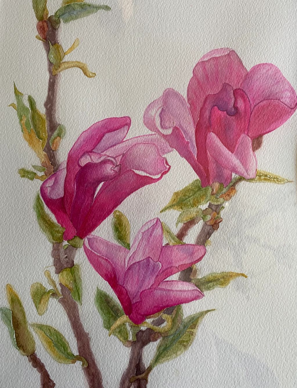 Pink Magnolia Flower