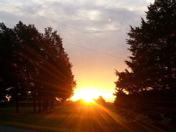Sunset glowing brightly between tall trees along a rural path.