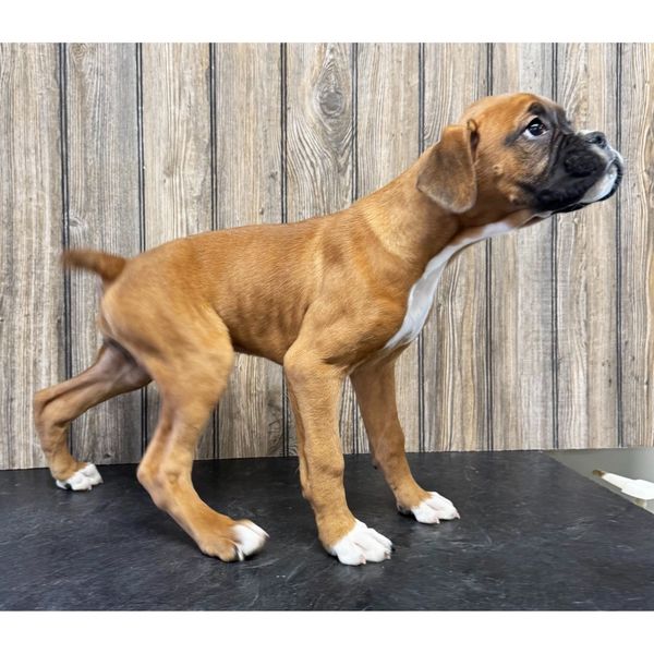 Young Boxer puppy with a curious expression standing indoors.