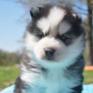 Fluffy husky puppy with striking blue eyes outdoors.