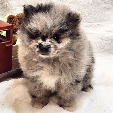Fluffy gray and black Pomeranian puppy sitting on a soft white blanket.