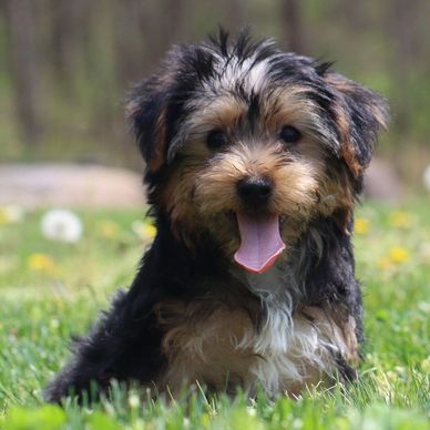 Adorable fluffy puppy sitting on green grass with tongue out.