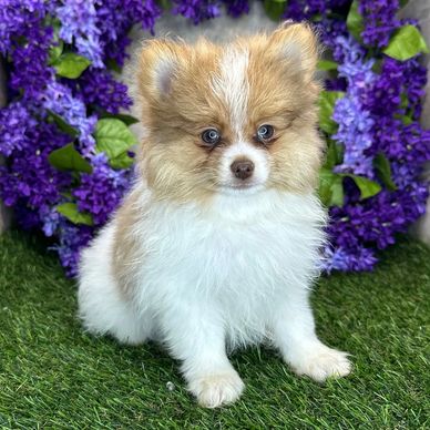 Fluffy puppy sitting on grass with purple flowers in the background.