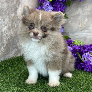 Fluffy gray and white puppy with blue eyes sitting on grass near purple flowers.