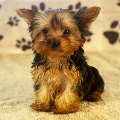 Adorable Yorkshire Terrier puppy sitting on a soft blanket.