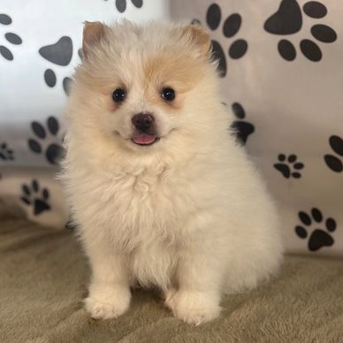 Fluffy cream-colored Pomeranian puppy sitting happily indoors.