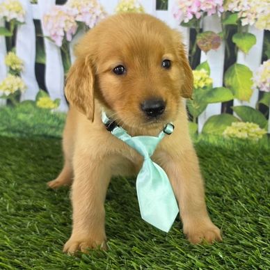 Adorable golden retriever puppy wearing a light blue tie on grass.