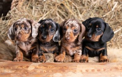 Four adorable dachshund puppies with different coat patterns sitting together.