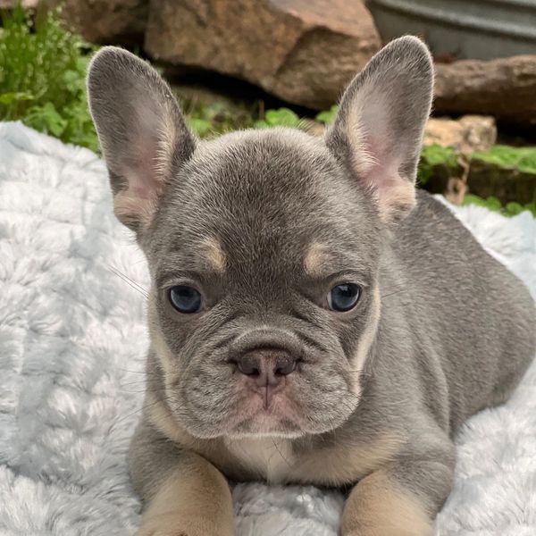 Adorable gray French Bulldog puppy lying on a soft blanket outdoors.