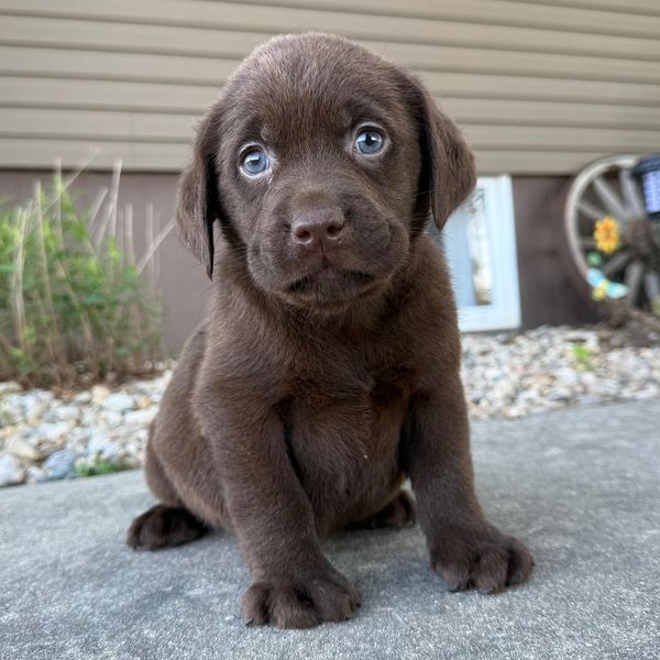 Adorable chocolate lab puppy with striking blue eyes sitting on a concrete surface.