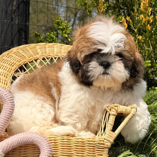 Fluffy brown and white puppy relaxing on a wicker chair outdoors.