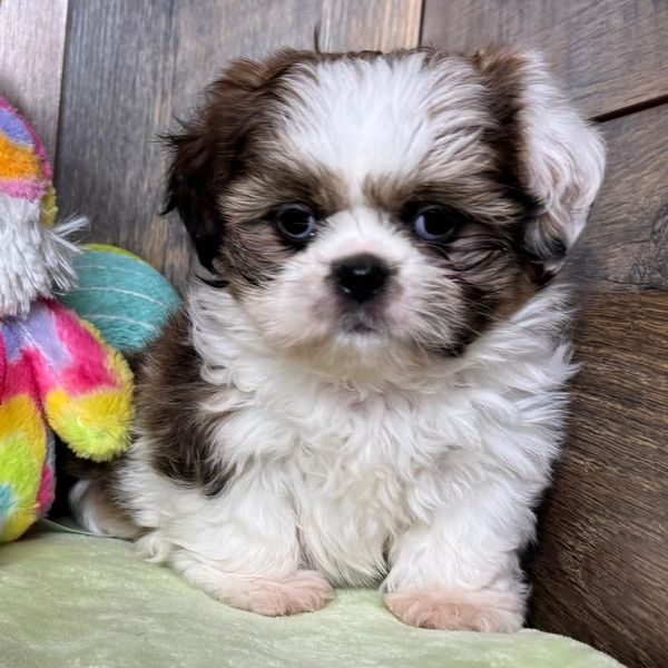 Adorable fluffy puppy sitting next to a colorful stuffed toy.