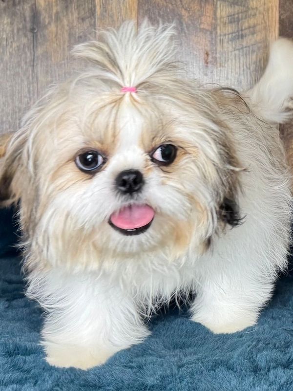 Fluffy puppy with a topknot, looking happy with tongue out.