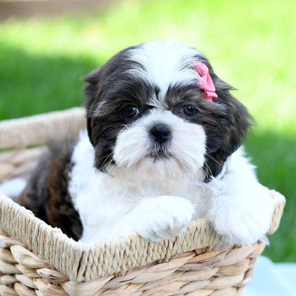 Adorable Shih Tzu puppy with a pink bow in a wicker basket outdoors.