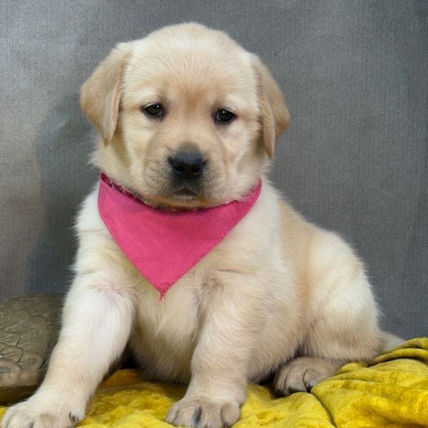 Adorable golden retriever puppy wearing a pink bandana, sitting on a yellow blanket.