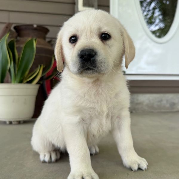 Adorable white Labrador puppy sitting on a porch floor.