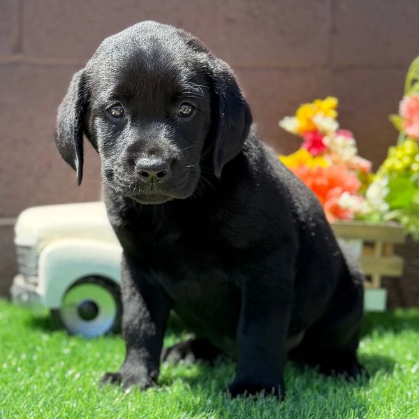 Adorable black Labrador puppy sitting on green grass with colorful flowers in the background.