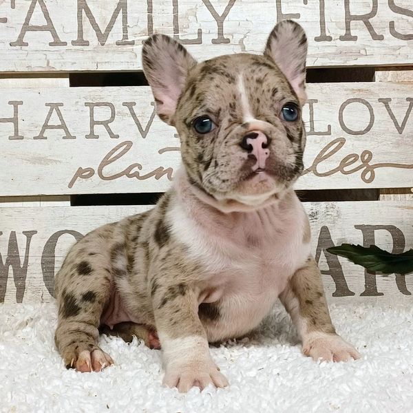 Adorable merle French Bulldog puppy sitting on a white carpet with a rustic wooden sign background.