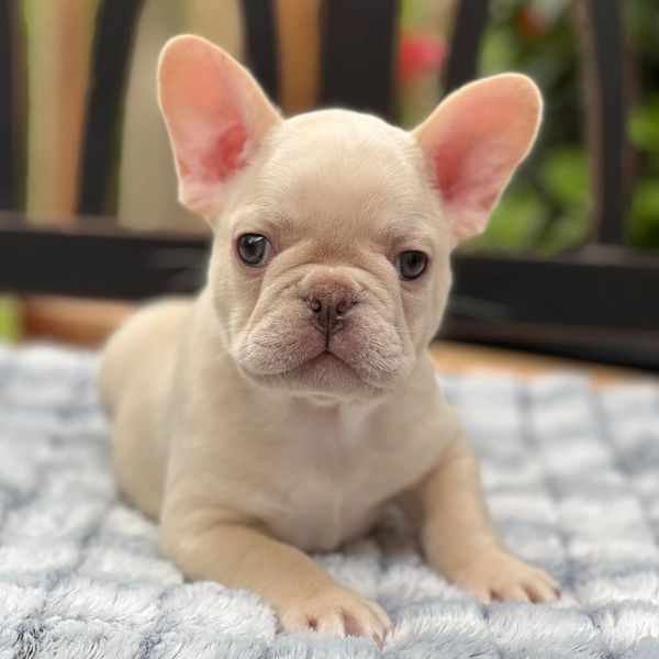 Close-up of a light tan French Bulldog puppy lying on a soft blanket.