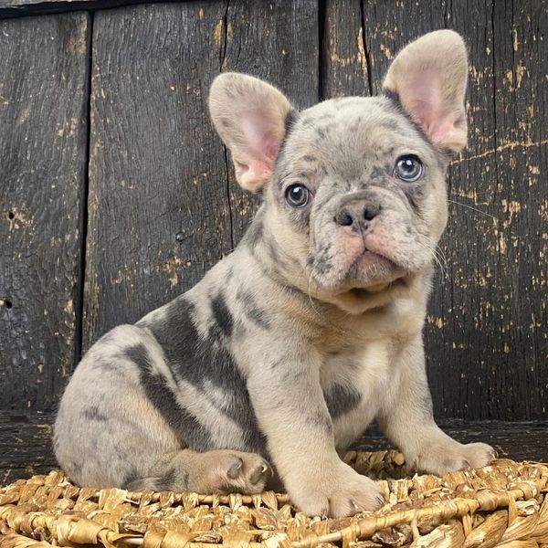 A cute merle French Bulldog puppy sitting on a woven mat against a rustic wooden background.