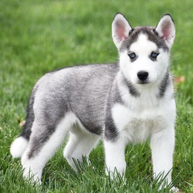 A young Siberian Husky puppy standing on green grass.