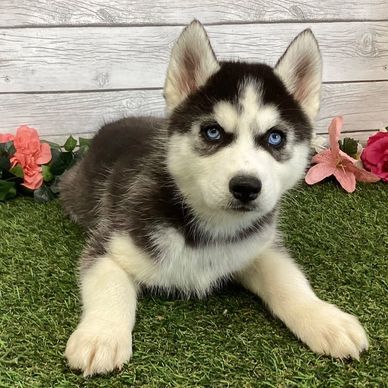 A Siberian Husky puppy with striking blue eyes lying on artificial grass.