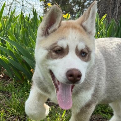 A playful husky puppy with heterochromia in a garden.