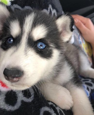 Close-up of a cute husky puppy with striking blue eyes.