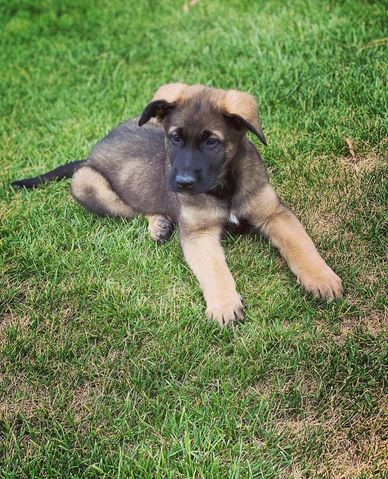 A young German Shepherd puppy lying on green grass.