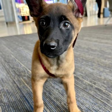 Curious Belgian Malinois puppy with a dark face and tan fur indoors.