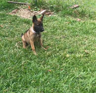A brown puppy sitting attentively on green grass.