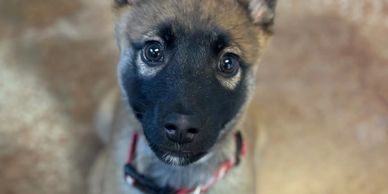 A close-up of an adorable puppy with a black mask and expressive eyes.