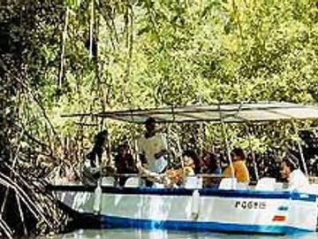 Mangrove Boat Tour